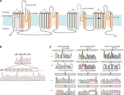 Clinical and Functional Features of Epilepsy-Associated In-Frame Deletion Variants in SCN1A